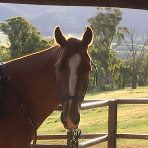 Meet your Posher, Harriet
